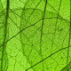 Colored Leaves Swatch, for Colored Leaves (thumbnail 1)